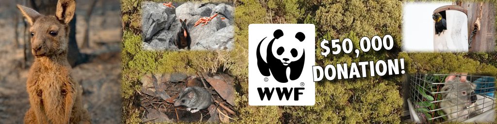 Blog image Bushfire recovery relief